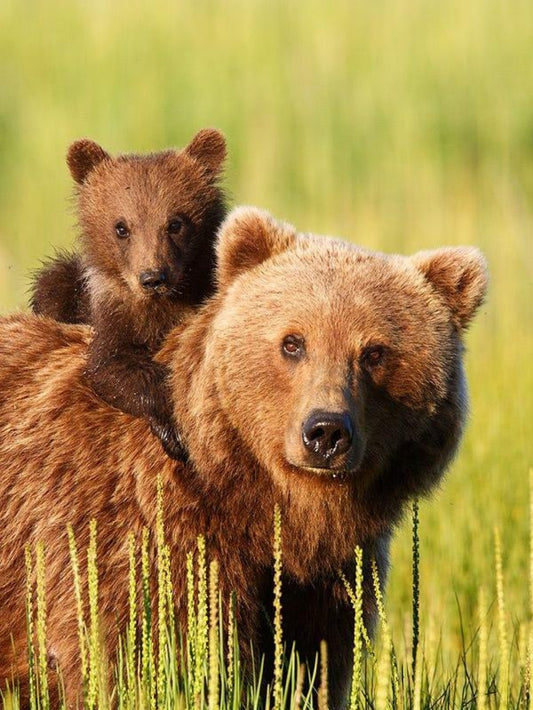 Brown Bear | Diamond Painting