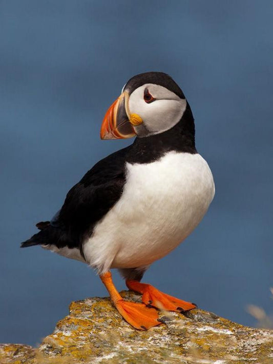 Puffin | Diamond Painting