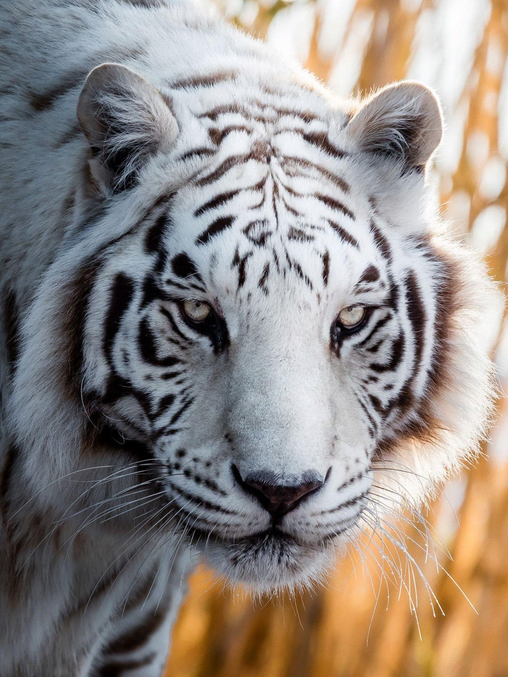 White Tiger | Diamond Painting