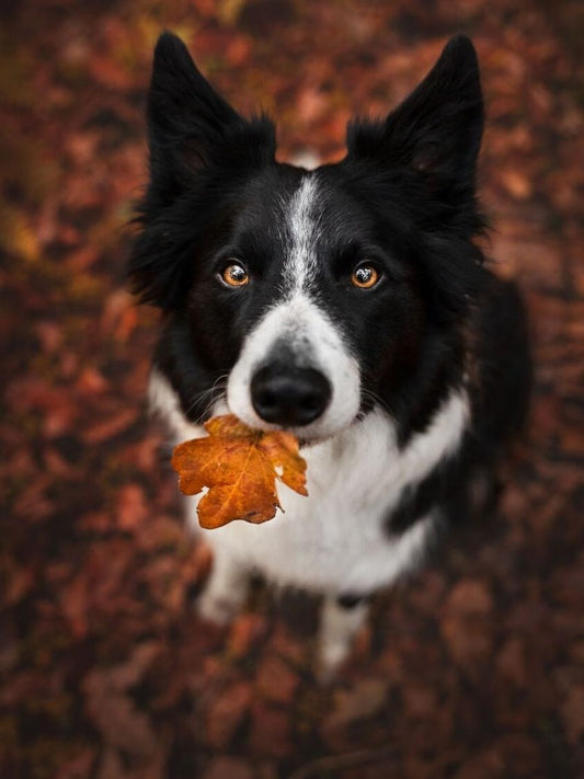 Dog Border Collie | Diamond Painting