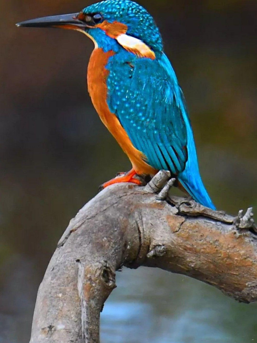 Kingfisher | Diamond Painting