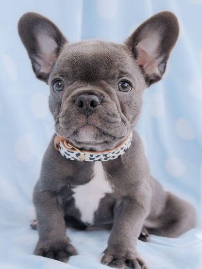 French Bulldog Dog | Diamond Painting