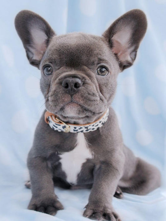 French Bulldog Dog | Diamond Painting