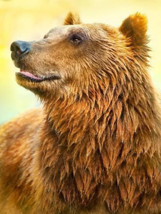 Brown Bear | Diamond Painting