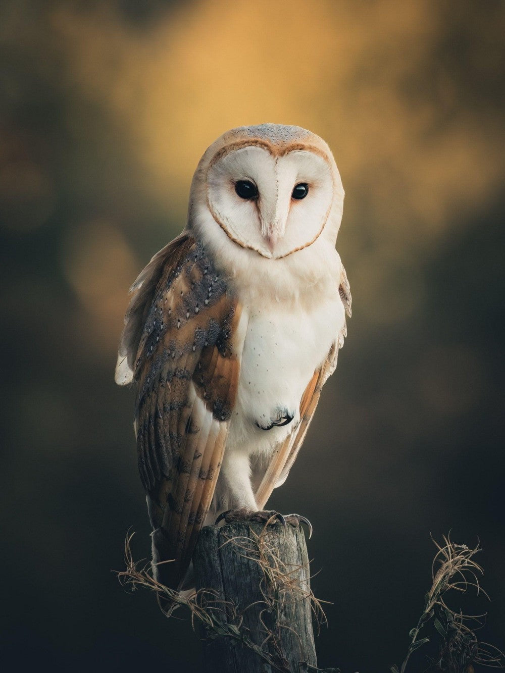 Barn Owl | Diamond Painting