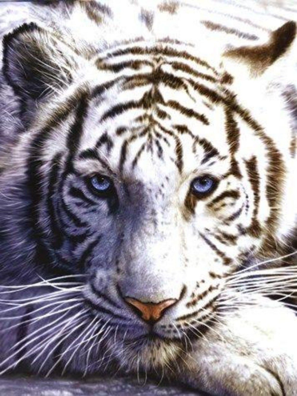 White Tiger | Diamond Painting