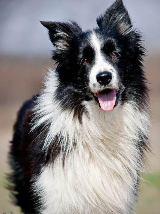 Dog Border Collie | Diamond Painting