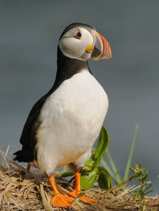 Puffin | Diamond Painting