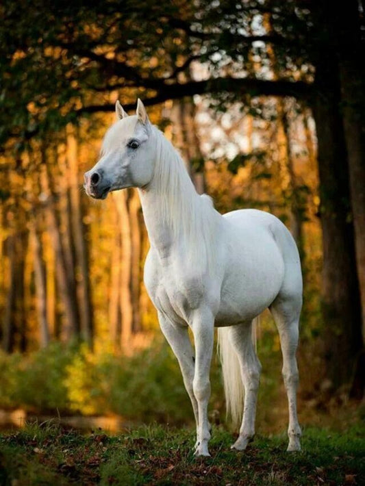 Horse | Diamond Painting