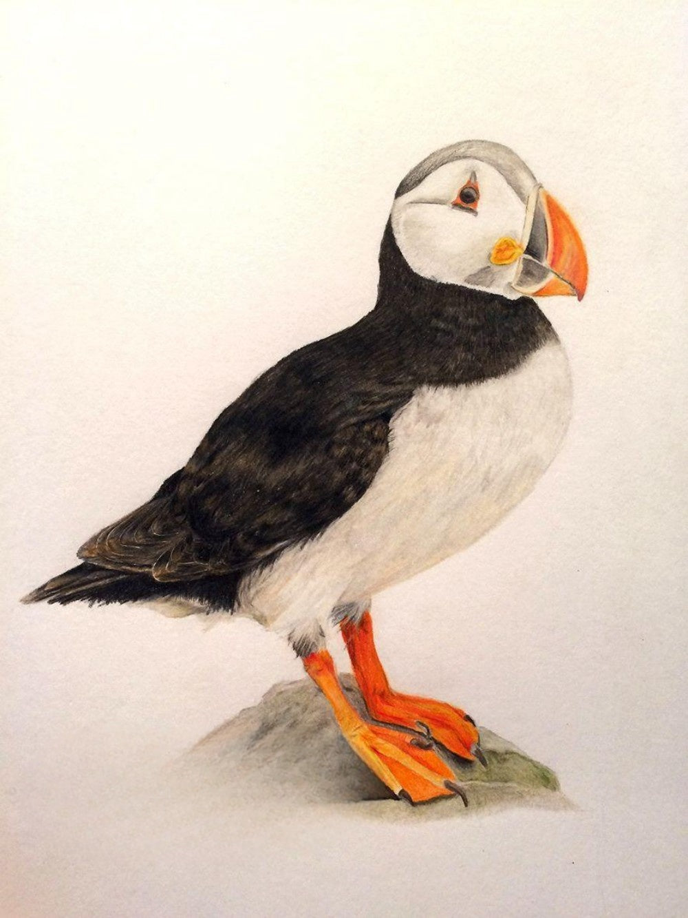 Puffin | Diamond Painting