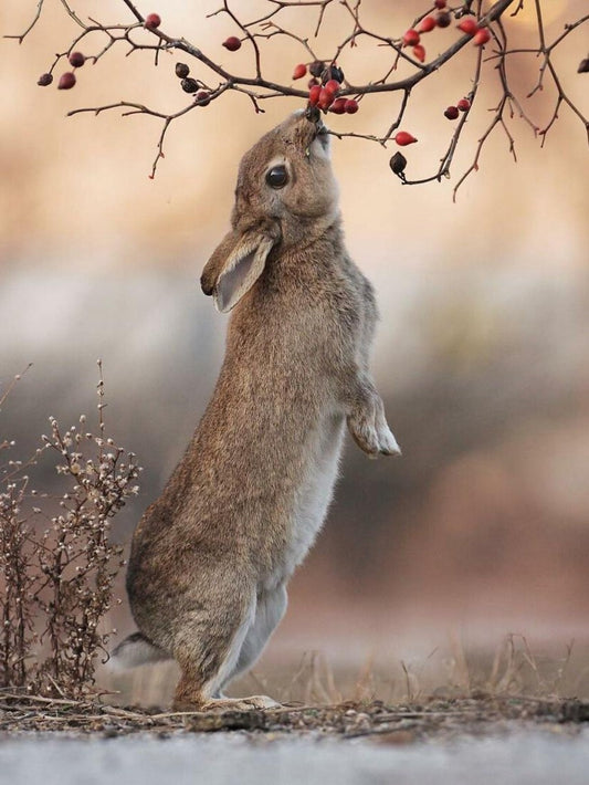 Rabbit | Diamond Painting