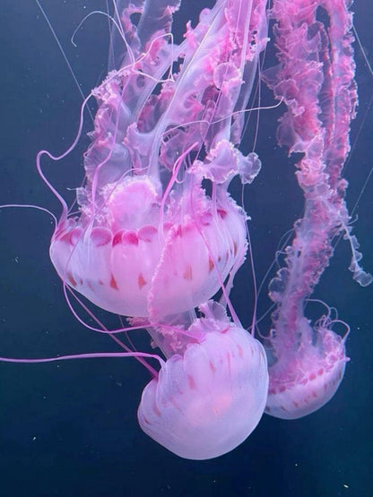 Jellyfish | Diamond Painting