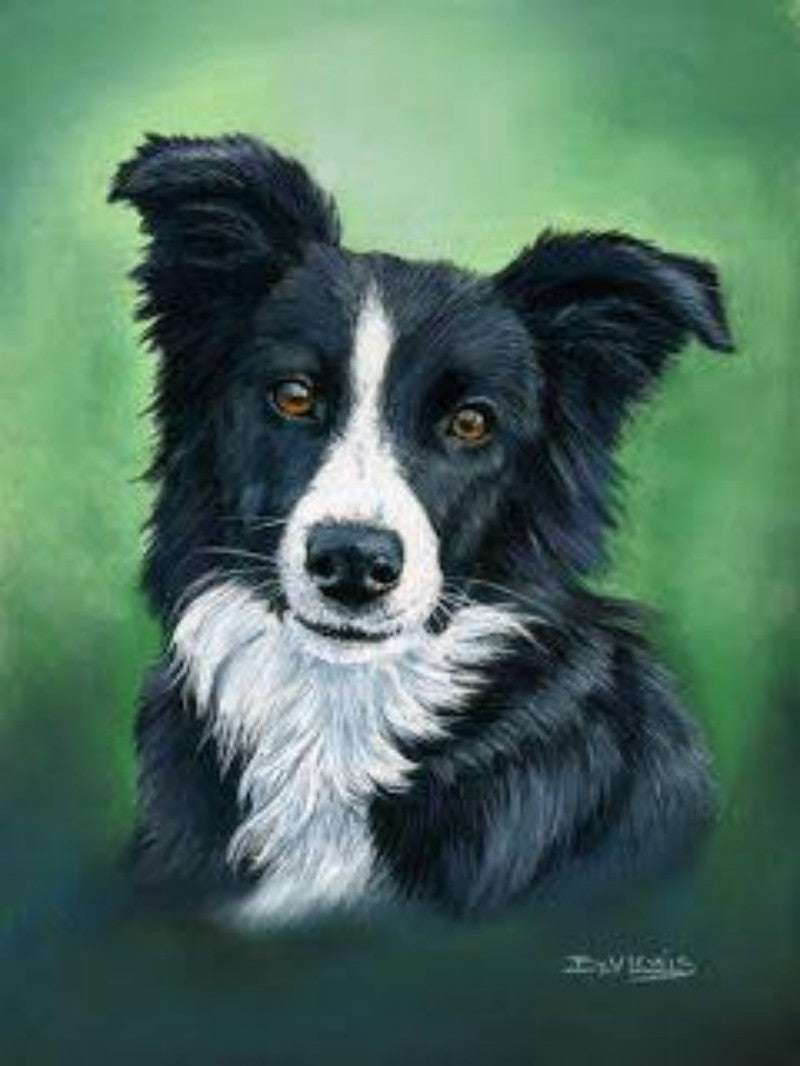 Dog Border Collie | Diamond Painting