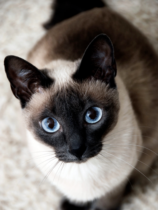 Siamese Cat | Diamond Painting