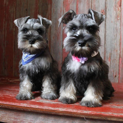 Dog Schnauzer | Diamond Painting