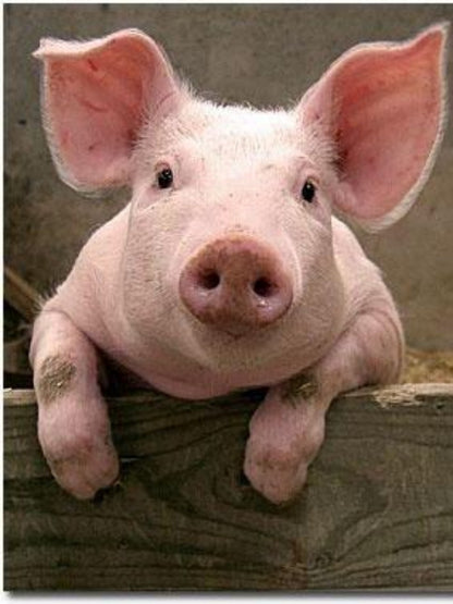 Pig | Diamond Painting