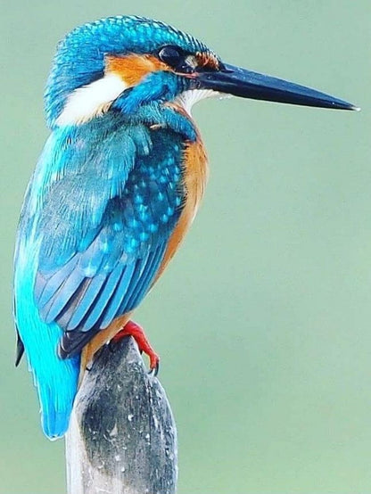 Kingfisher | Diamond Painting