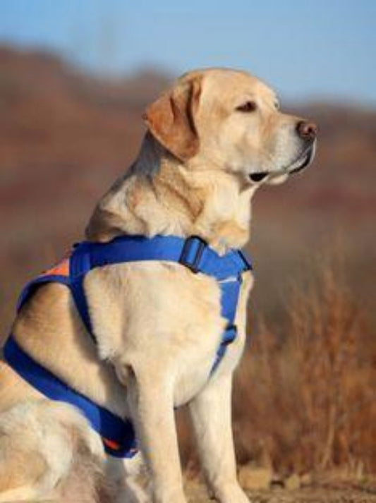 Yellow Labrador Dog | Diamond Painting