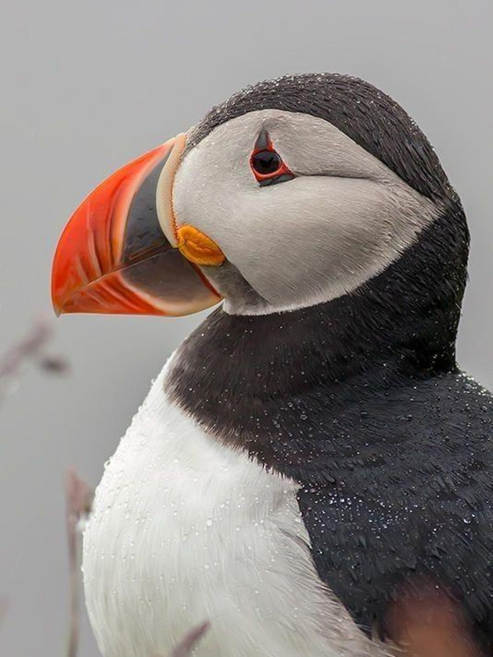 Puffin | Diamond Painting