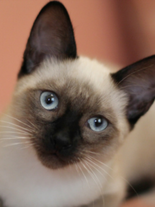 Siamese Cat | Diamond Painting