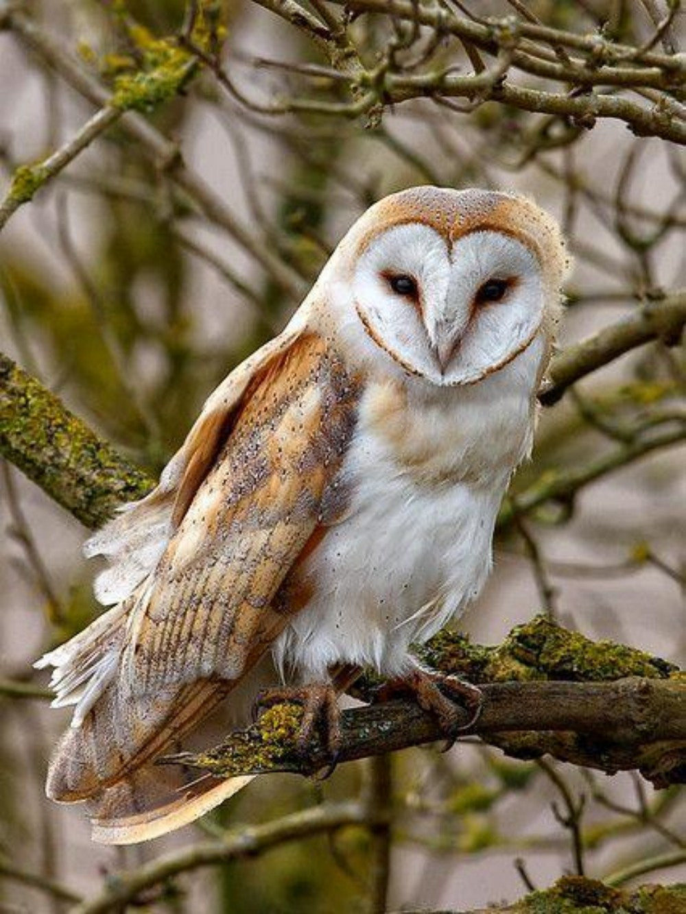 Barn Owl | Diamond Painting