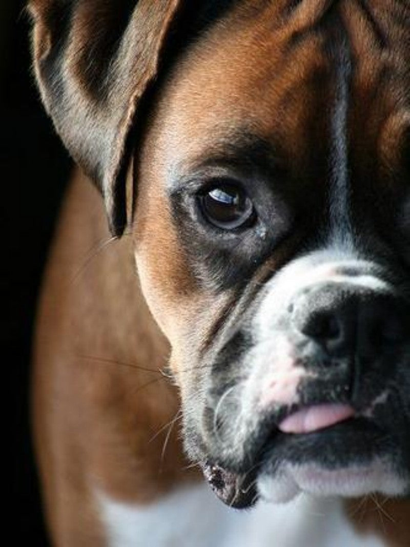 Boxer Dog | Diamond Painting