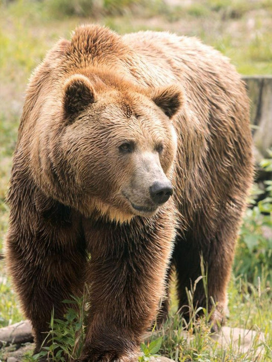 Brown Bear | Diamond Painting