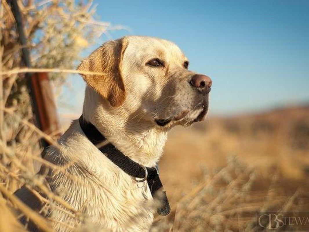 Yellow Labrador Dog | Diamond Painting