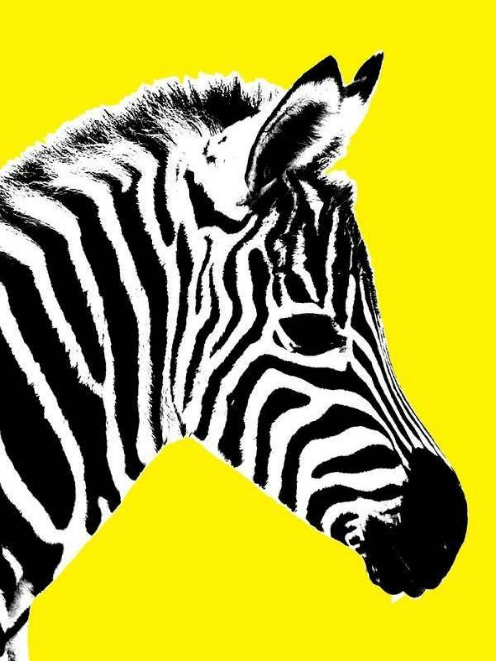 Zebra | Diamond Painting