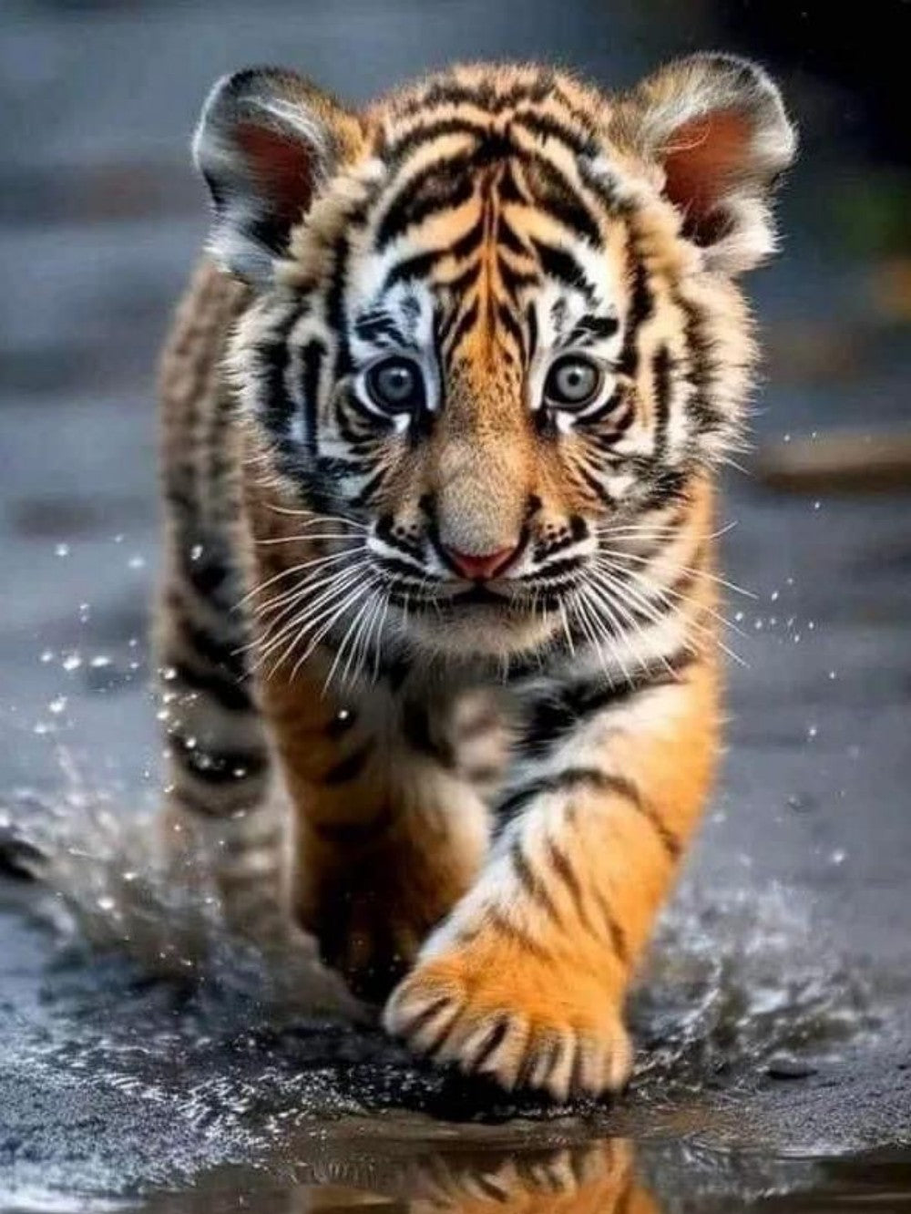 Bengal Tiger | Diamond Painting