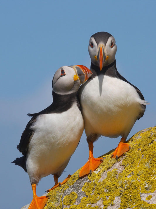 Puffin | Diamond Painting