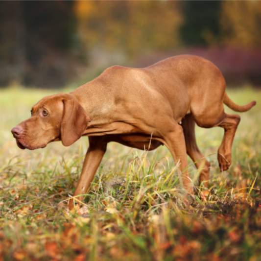 Vizsla Dog | Diamond Painting