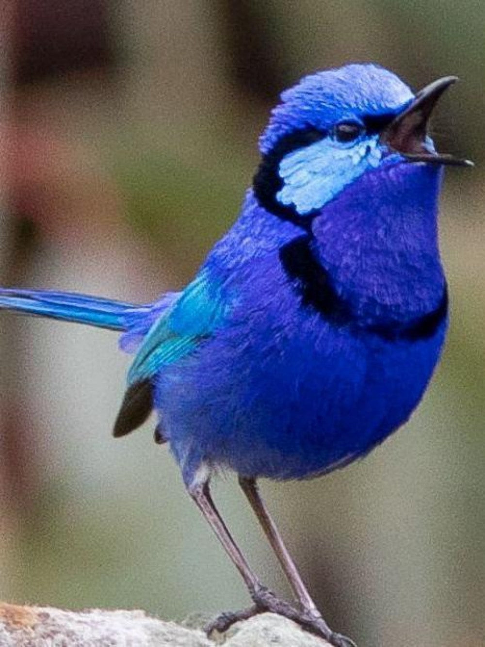 Blue Wren | Diamond Painting