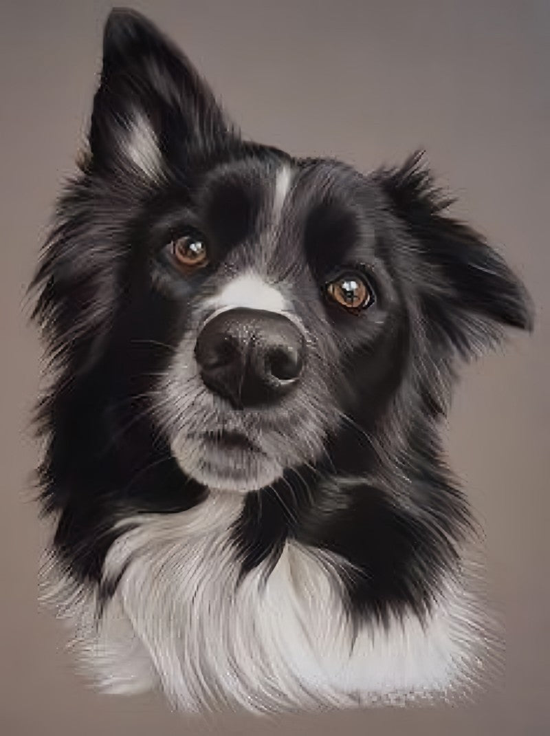 Dog Border Collie | Diamond Painting