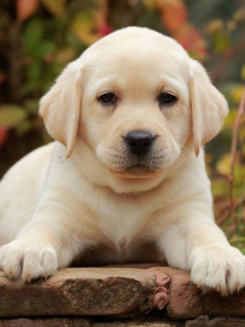 Yellow Labrador Dog | Diamond Painting