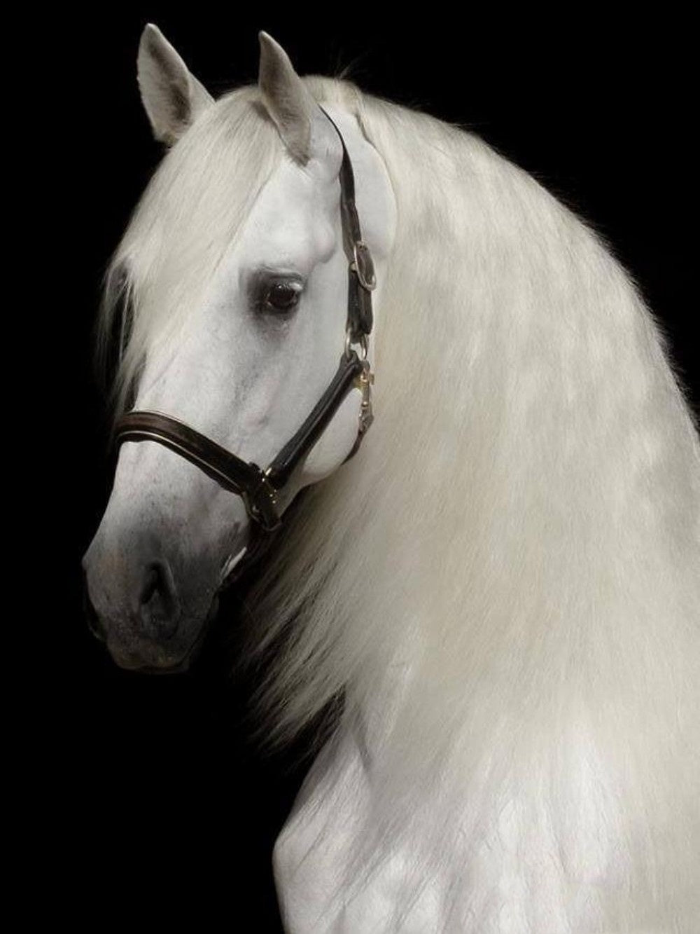 Horse | Diamond Painting