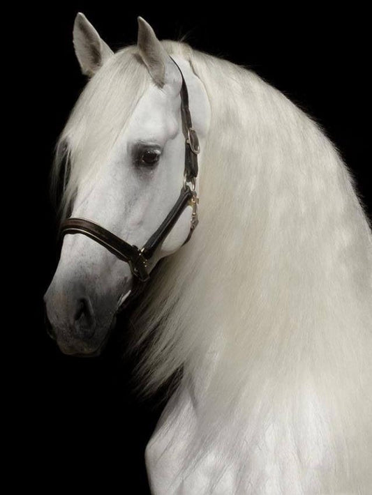 Horse | Diamond Painting