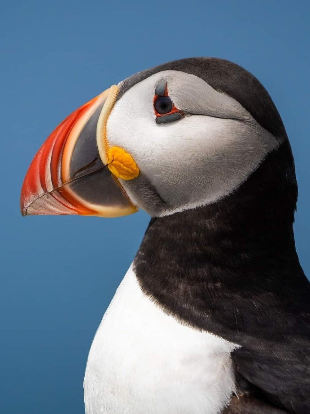 Puffin | Diamond Painting