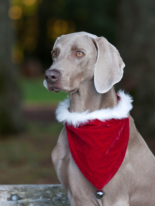 Weimaraner Dog | Diamond Painting