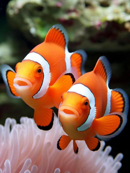 Clown Fish | Diamond Painting