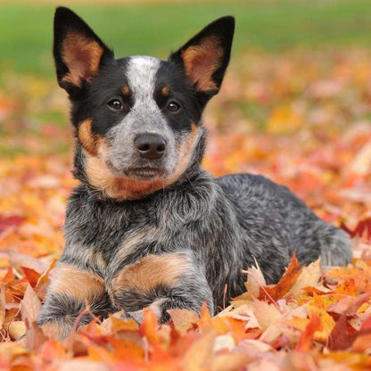 Cattle Dog (Blue Heeler) | Diamond Painting