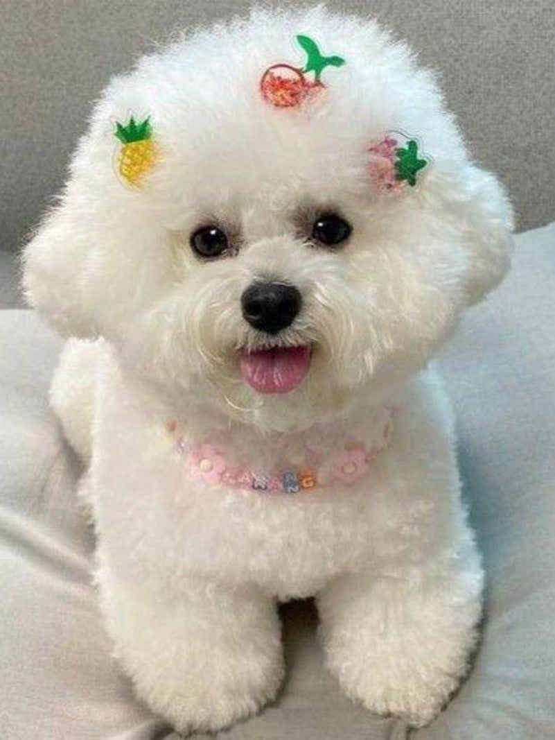 Dog Bichon Frise | Diamond Painting