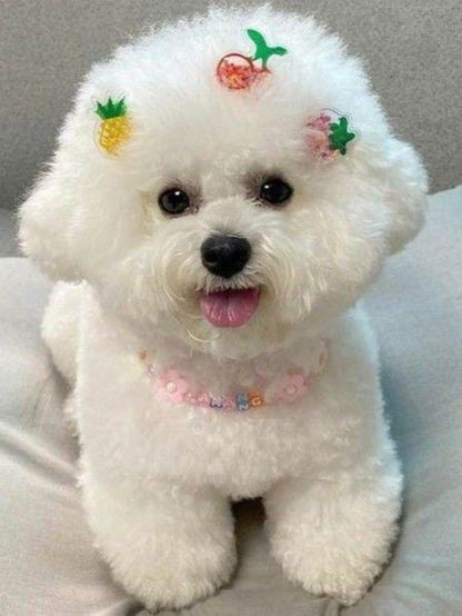 Dog Bichon Frise | Diamond Painting