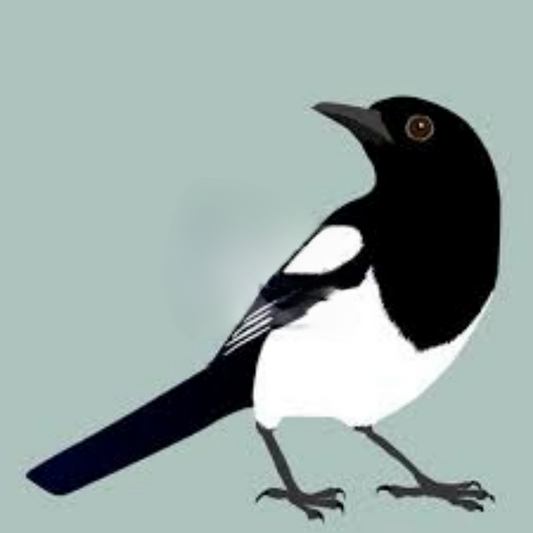 Magpie | Diamond Painting