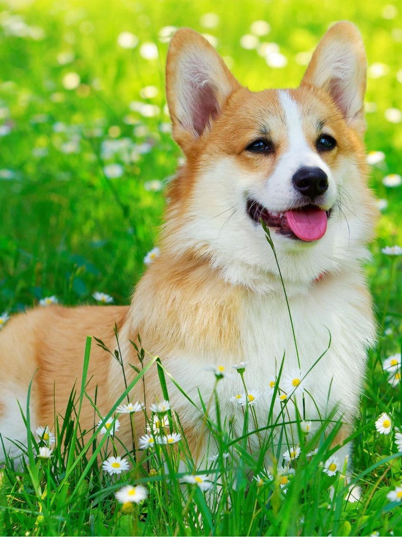 Corgi Dog | Diamond Painting