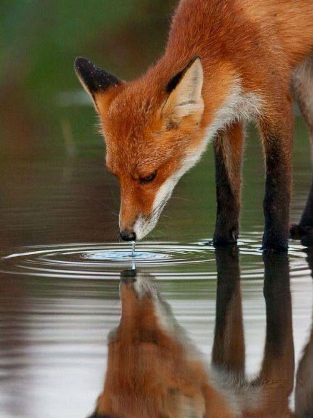 Fox | Diamond Painting