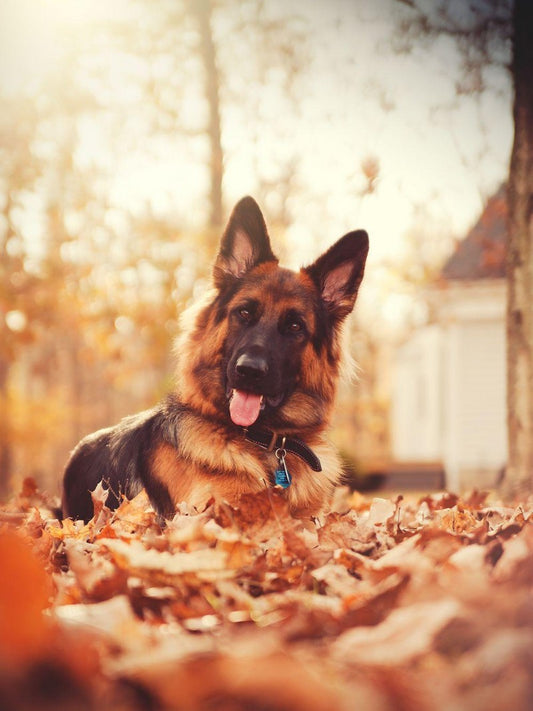 Dog German Shepherd | Diamond Painting