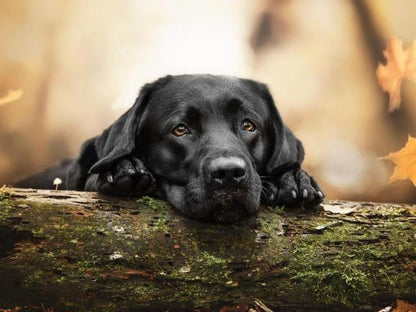 Black Labrador Dog | Diamond Painting