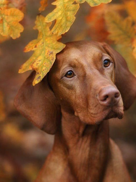 Vizsla Dog | Diamond Painting