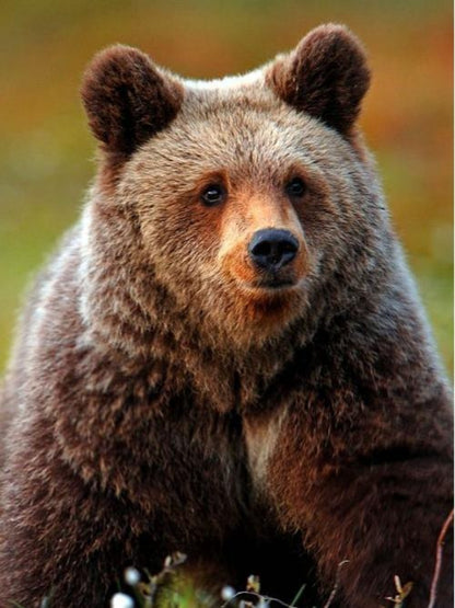 Brown Bear | Diamond Painting